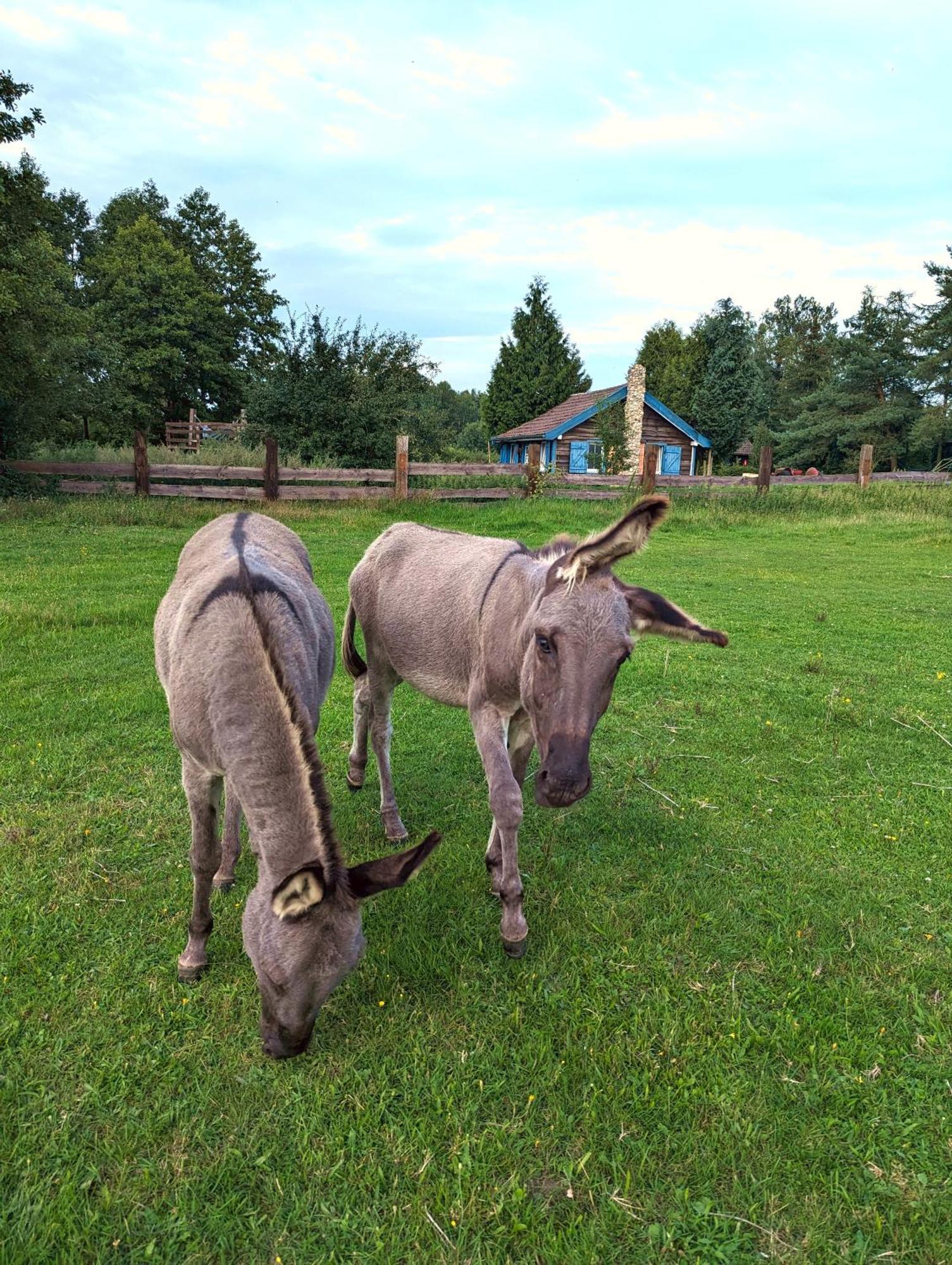 Alloggio per agriturismo Ranczo Annabella *